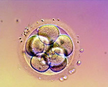 8 Cell Embryo