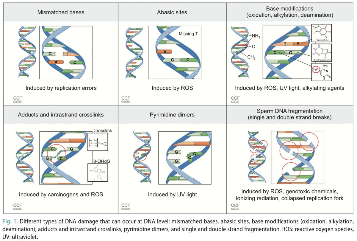 Sperm DNA Fragmentation – A New Guideline