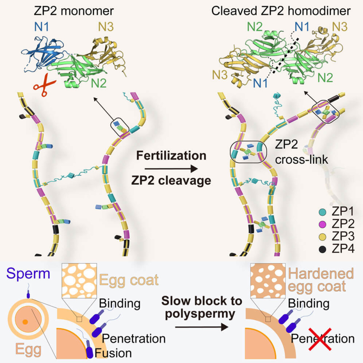 Unveiling the Mysteries of Egg Fertilization: The Role of ZP2 Cleavage and Egg Coat Hardening