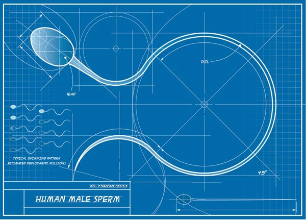Mathematical formula describes how sperm swim