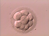 Day 3 - 8 cell Embryo