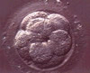 Cleavage Stage Embryos