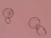 Partially hatched blastocysts