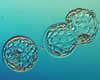 Day-5 human embryo