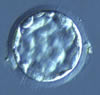 Expanded Blastocyst